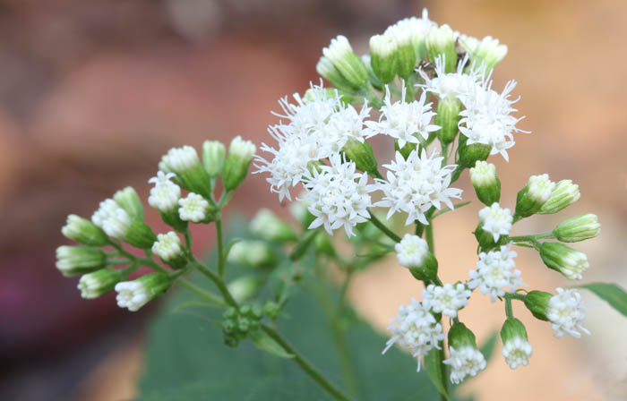 White Snakeroot
